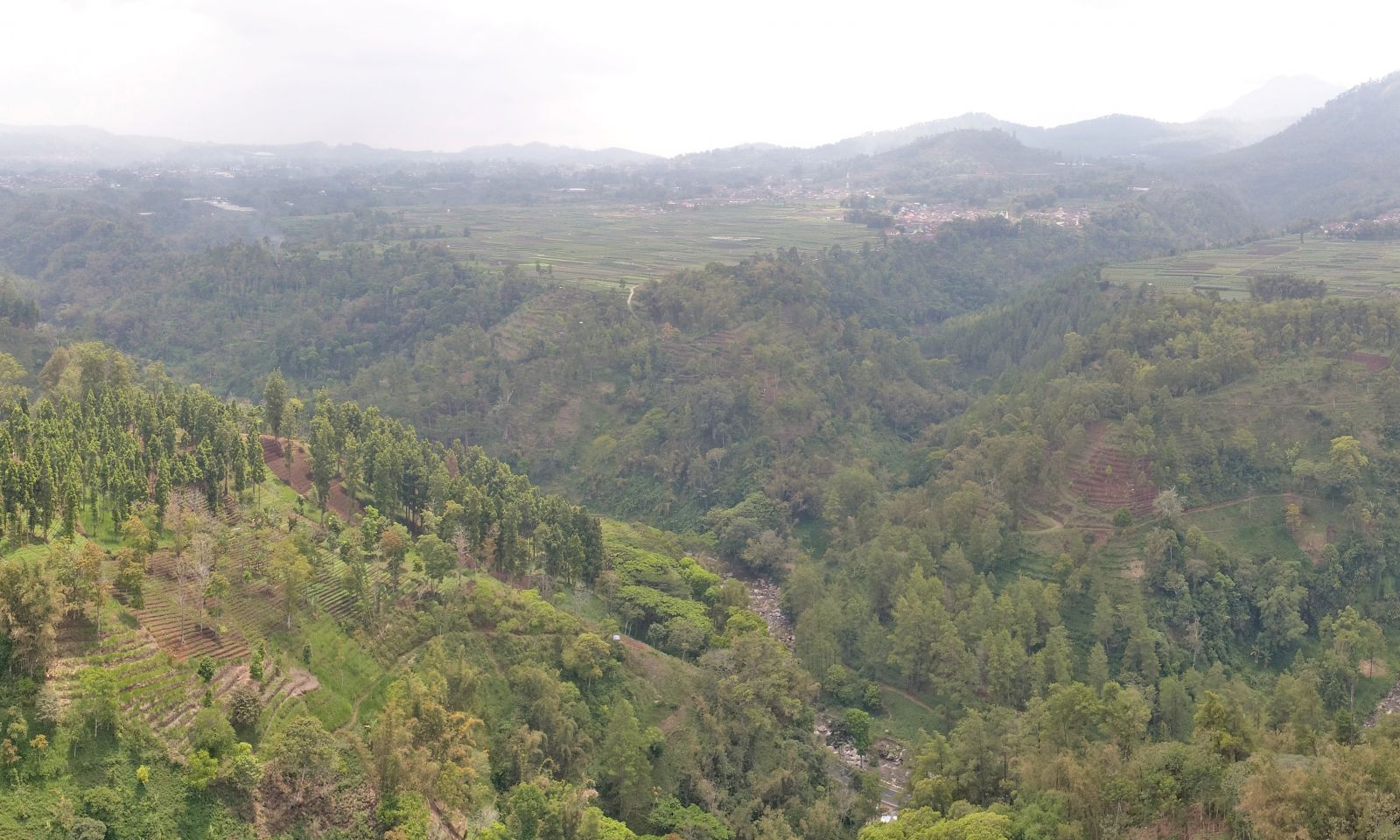 Tampak salah satu sisi Hutan Pujon yang akan dikelola UMM sebagai eco-education. MELALUI hibah dari